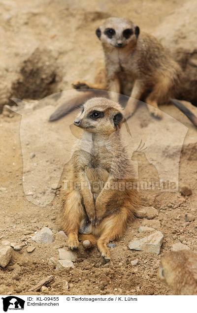 Erdm�nnchen / suricats / KL-09455