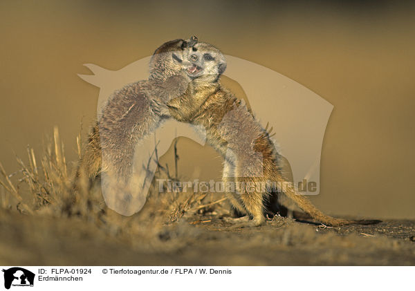 Erdmnnchen / suricats / FLPA-01924