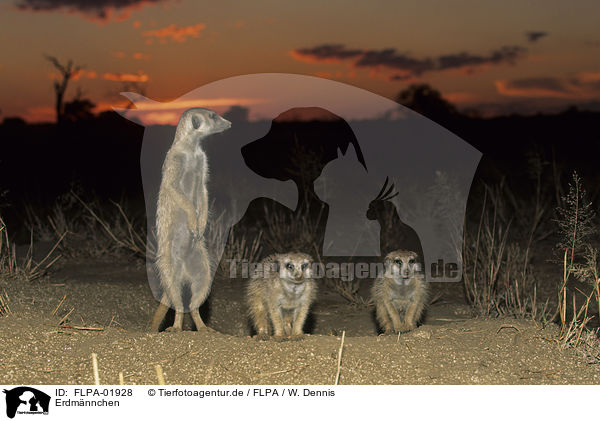 Erdmnnchen / suricats / FLPA-01928