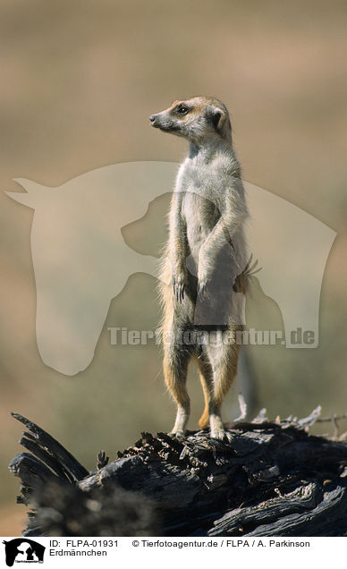Erdmnnchen / suricat / FLPA-01931