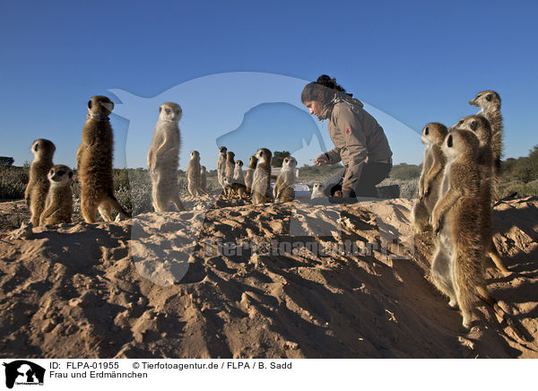 Frau und Erdmnnchen / woman and suricats / FLPA-01955