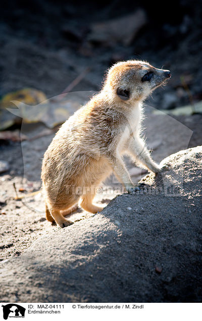 Erdmnnchen / suricat / MAZ-04111