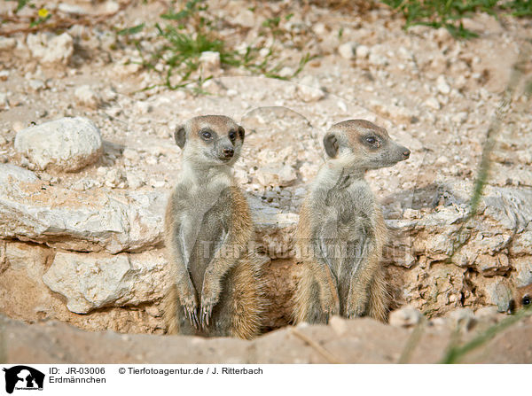 Erdmnnchen / suricats / JR-03006