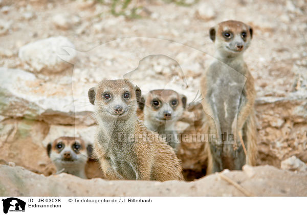 Erdm�nnchen / JR-03038