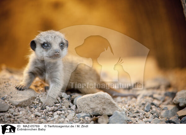 Erdmnnchen Baby / meerkat baby / MAZ-05769