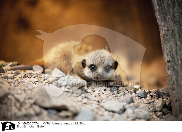 Erdmnnchen Baby / meerkat baby / MAZ-05774