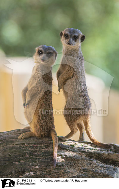 Erdmnnchen / Meerkat / FH-01314