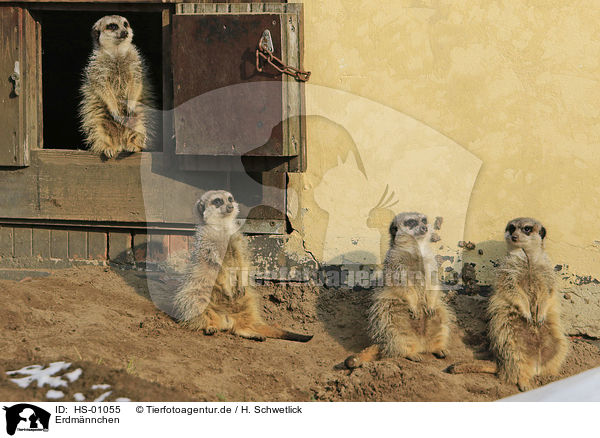 Erdmnnchen / meerkats / HS-01055