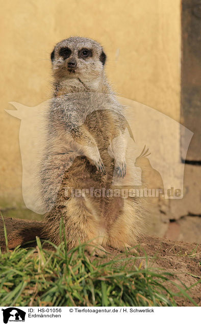 Erdmnnchen / meerkat / HS-01056