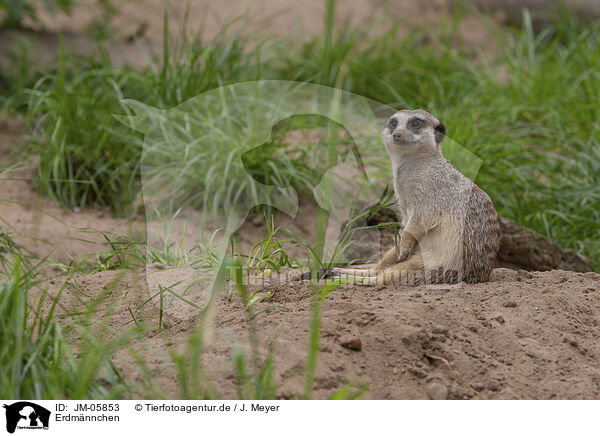 Erdmnnchen / Meerkat / JM-05853