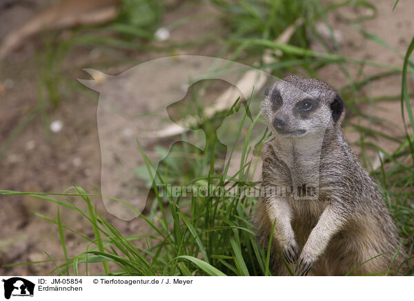 Erdmnnchen / Meerkat / JM-05854