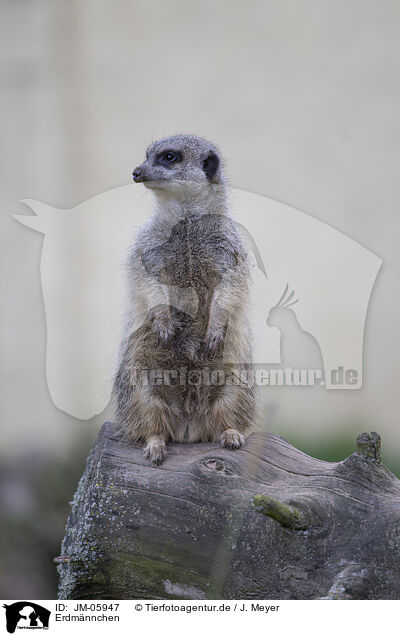 Erdmnnchen / Meerkat / JM-05947