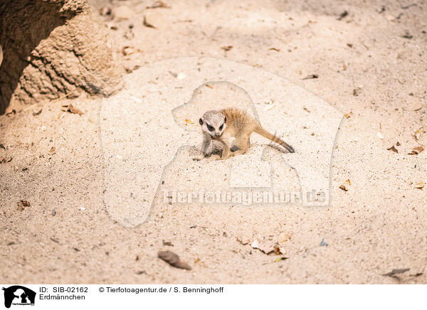 Erdmnnchen / SIB-02162