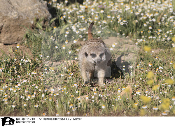 Erdmnnchen / meerkat / JM-14948