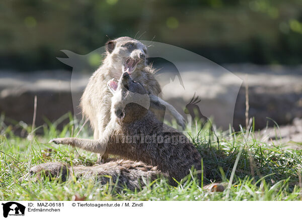 Erdmnnchen / Meerkat / MAZ-06181