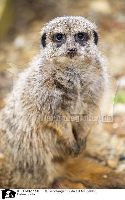Erdmnnchen / meerkat / DMS-11140