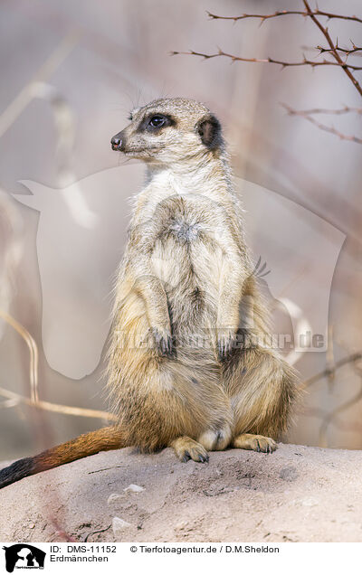 Erdmnnchen / meerkat / DMS-11152