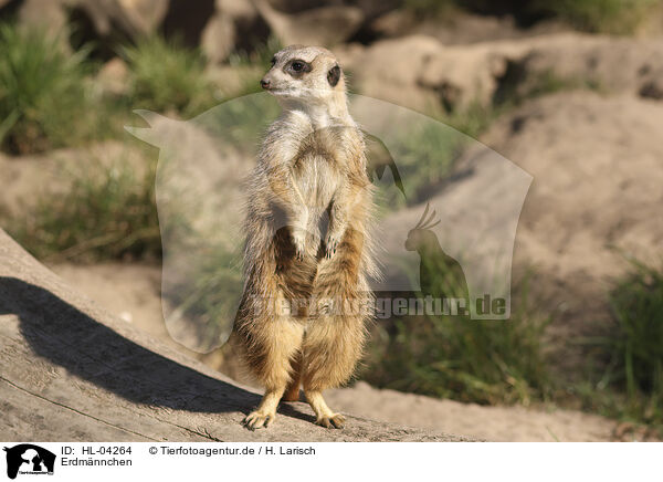 Erdmnnchen / meerkat / HL-04264