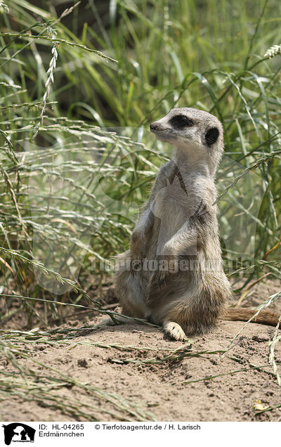 Erdmnnchen / meerkat / HL-04265