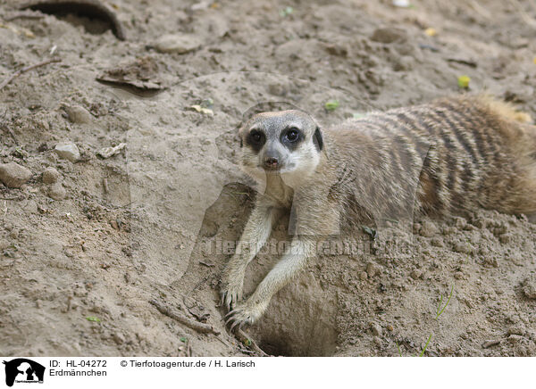 Erdmnnchen / meerkat / HL-04272