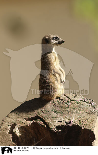 Erdmnnchen / meerkat / HL-04273