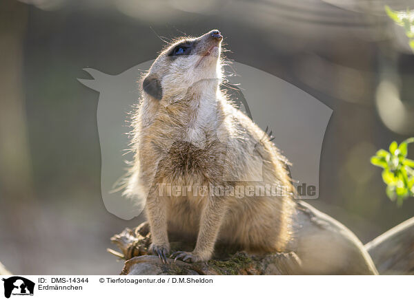 Erdmnnchen / meerkat / DMS-14344