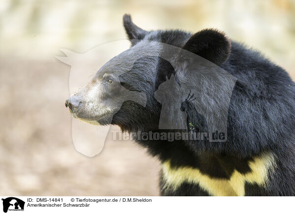 Amerikanischer Schwarzbr / American black bear / DMS-14841