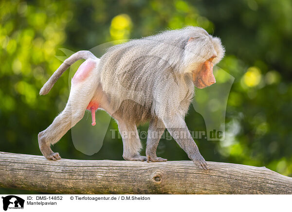 Mantelpavian / Hamadryas baboon / DMS-14852