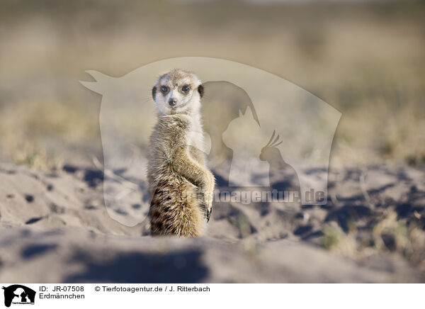 Erdmnnchen / meerkat / JR-07508