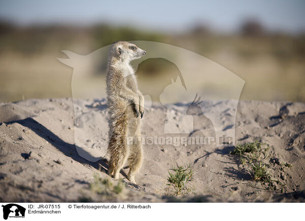 Erdmnnchen / meerkat / JR-07515