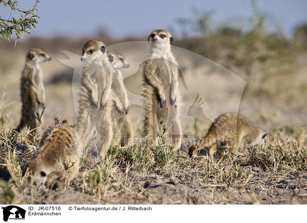 Erdmnnchen / meerkat / JR-07516