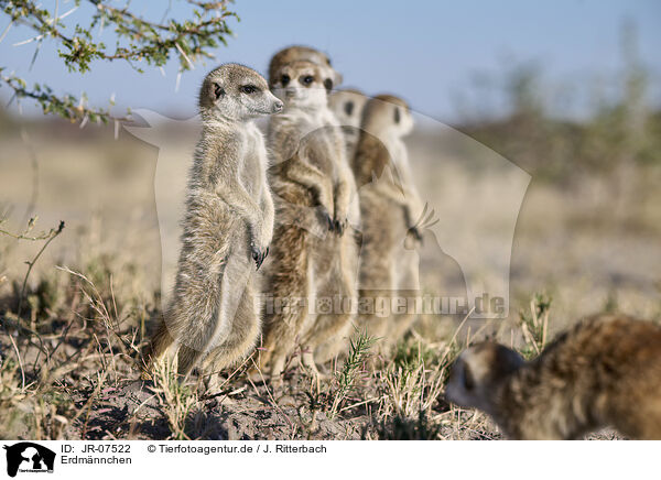 Erdmnnchen / meerkat / JR-07522