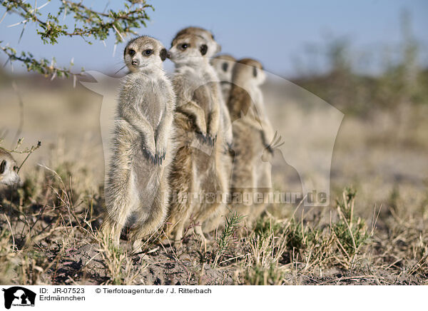 Erdmnnchen / meerkat / JR-07523