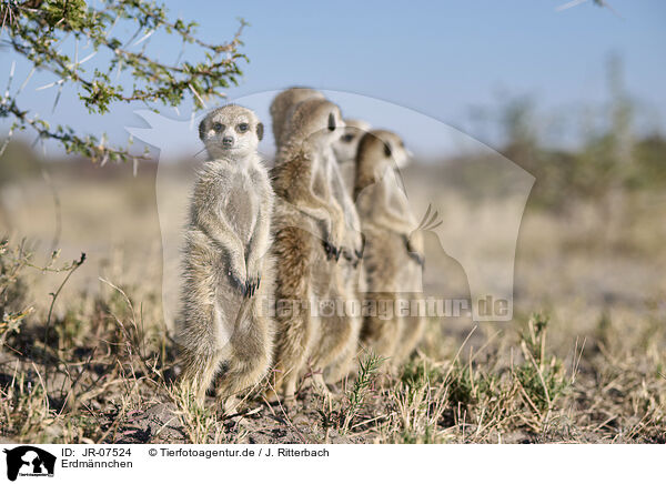 Erdmnnchen / meerkat / JR-07524