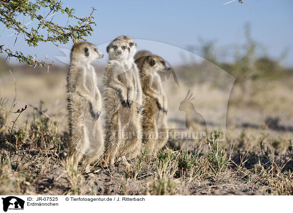 Erdmnnchen / meerkat / JR-07525