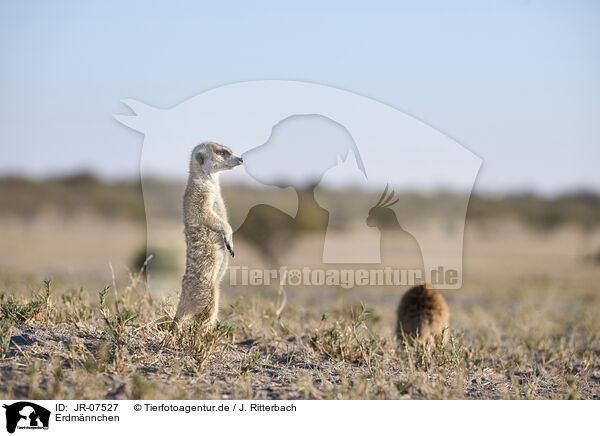 Erdmnnchen / meerkat / JR-07527