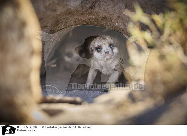 Erdmnnchen / meerkat / JR-07536