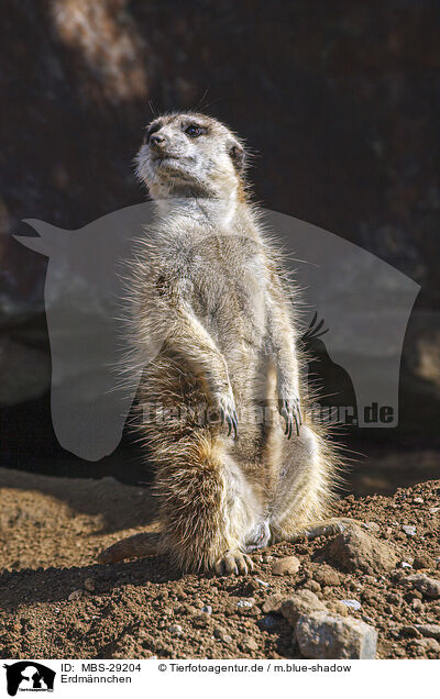 Erdm�nnchen / MBS-29204