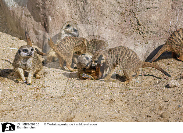Erdm�nnchen / meerkat / MBS-29205
