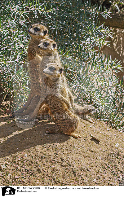Erdm�nnchen / MBS-29206