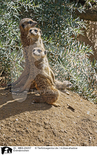 Erdm�nnchen / meerkat / MBS-29207