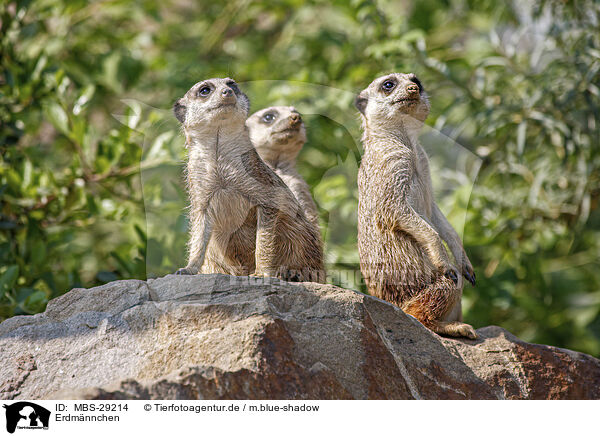 Erdm�nnchen / meerkat / MBS-29214