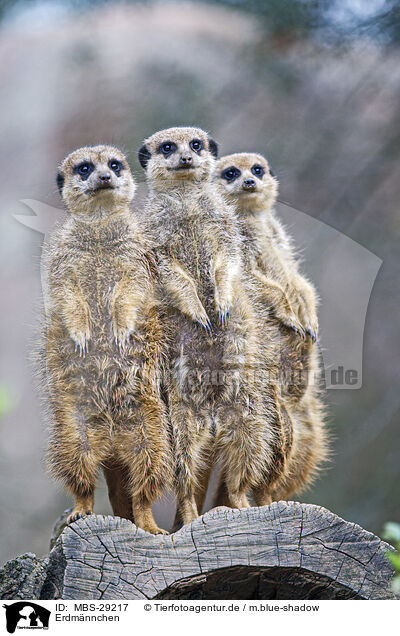 Erdm�nnchen / meerkat / MBS-29217
