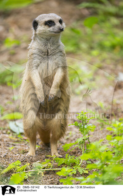 Erdm�nnchen / DMS-18142