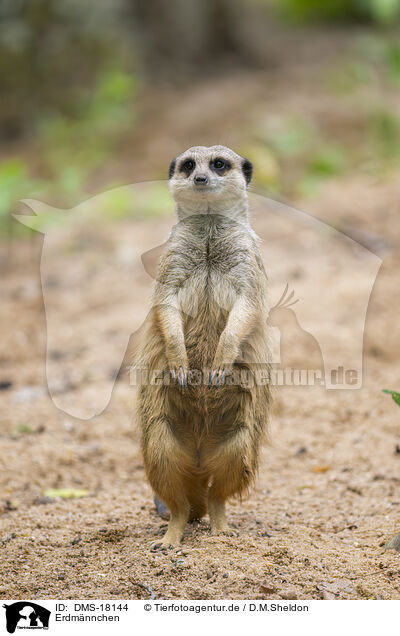 Erdm�nnchen / meerkat / DMS-18144