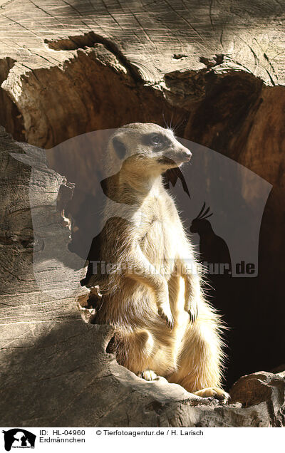 Erdm�nnchen / HL-04960