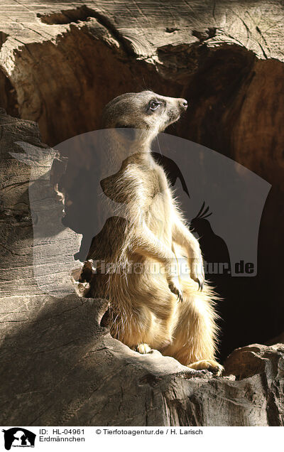 Erdm�nnchen / HL-04961