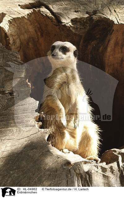 Erdm�nnchen / HL-04962