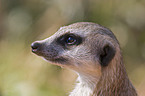 Erdmnnchen Portrait