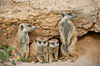 Erdmännchen